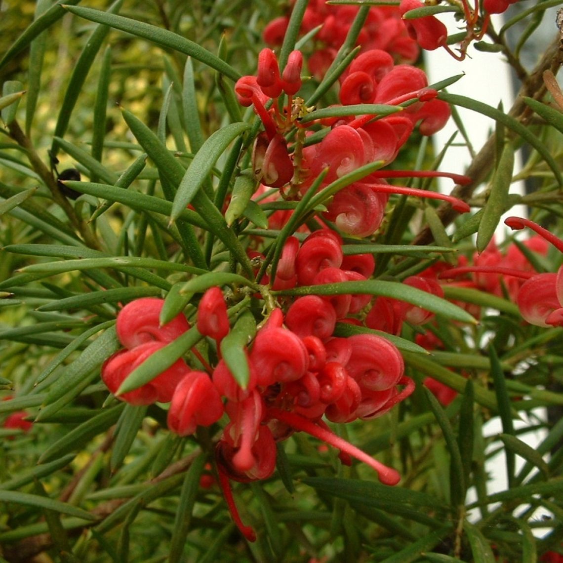 Grevillea victoriae
