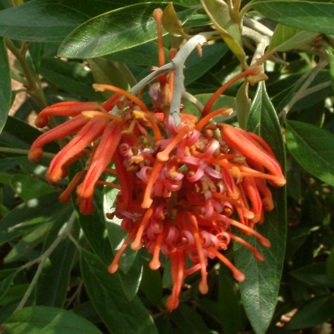 Grevillea victoriae
