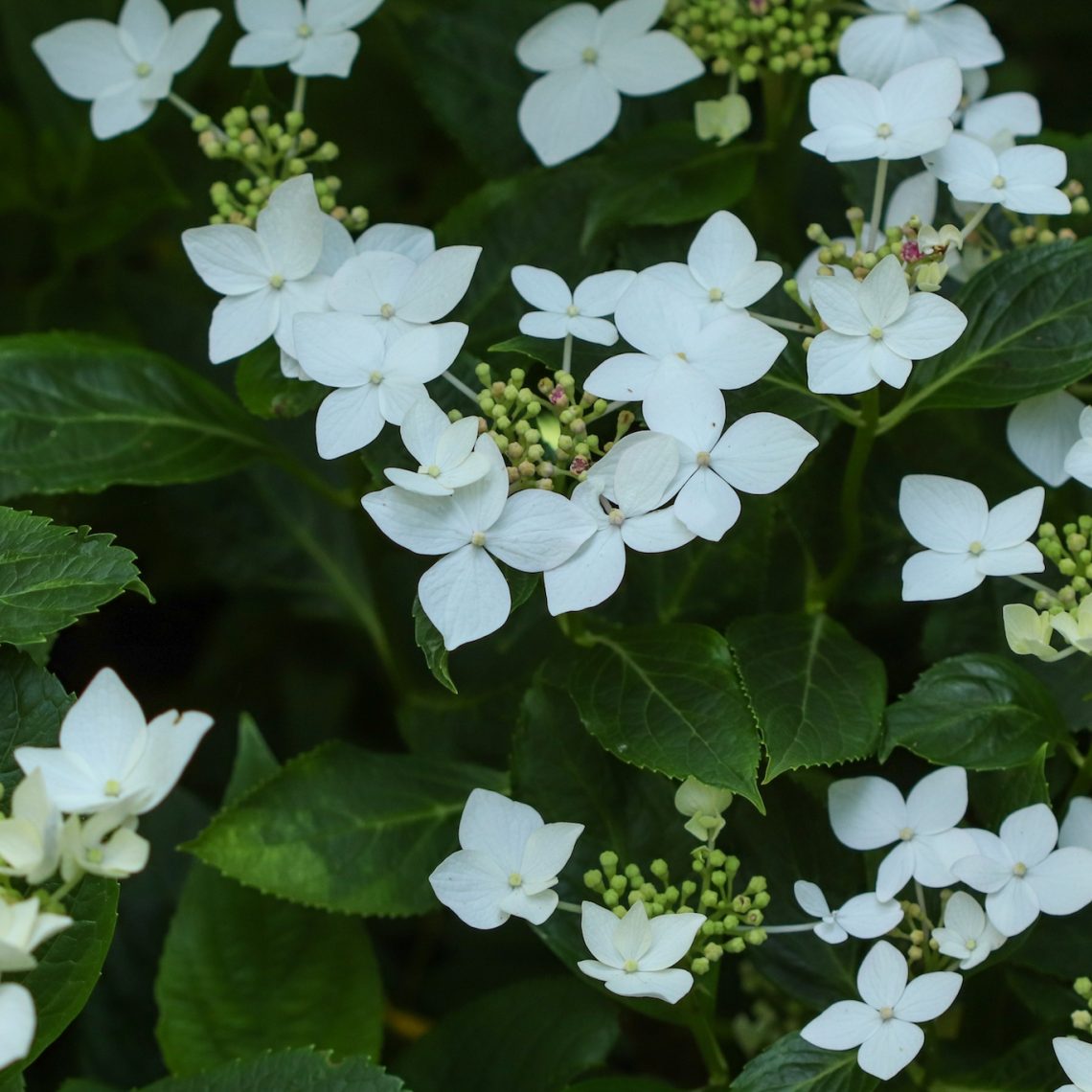 Hydrangea Lanarth White Uk