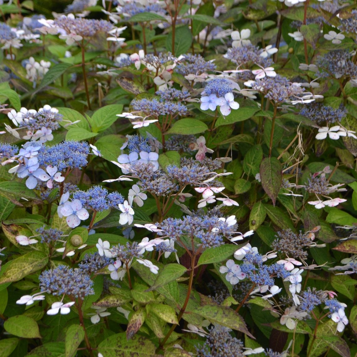 Hydrangea serrata Bluebird