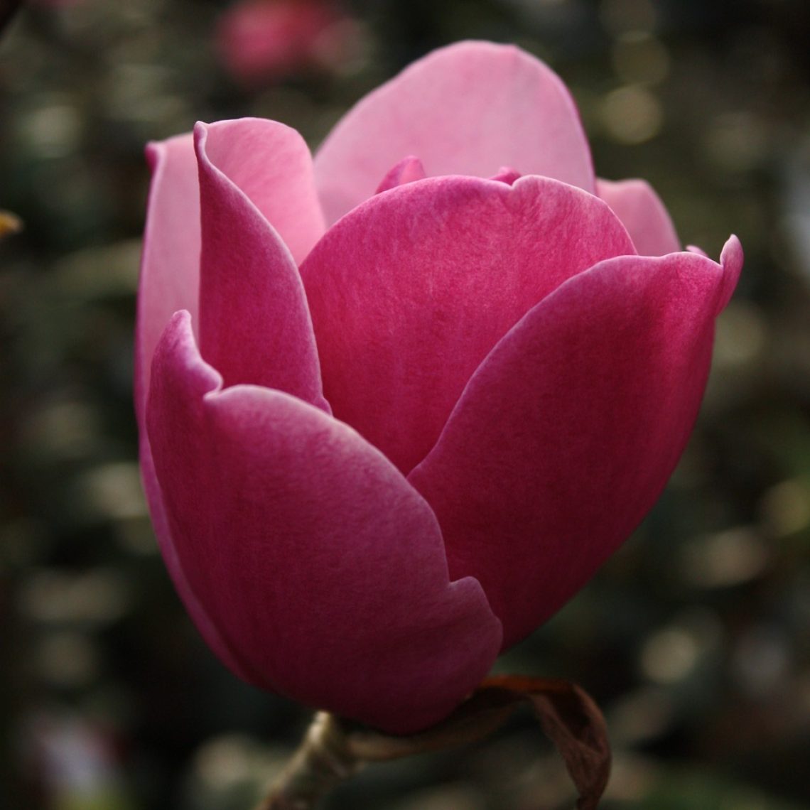 Magnolia Sweet Merlot | Duchy of Cornwall Nursery