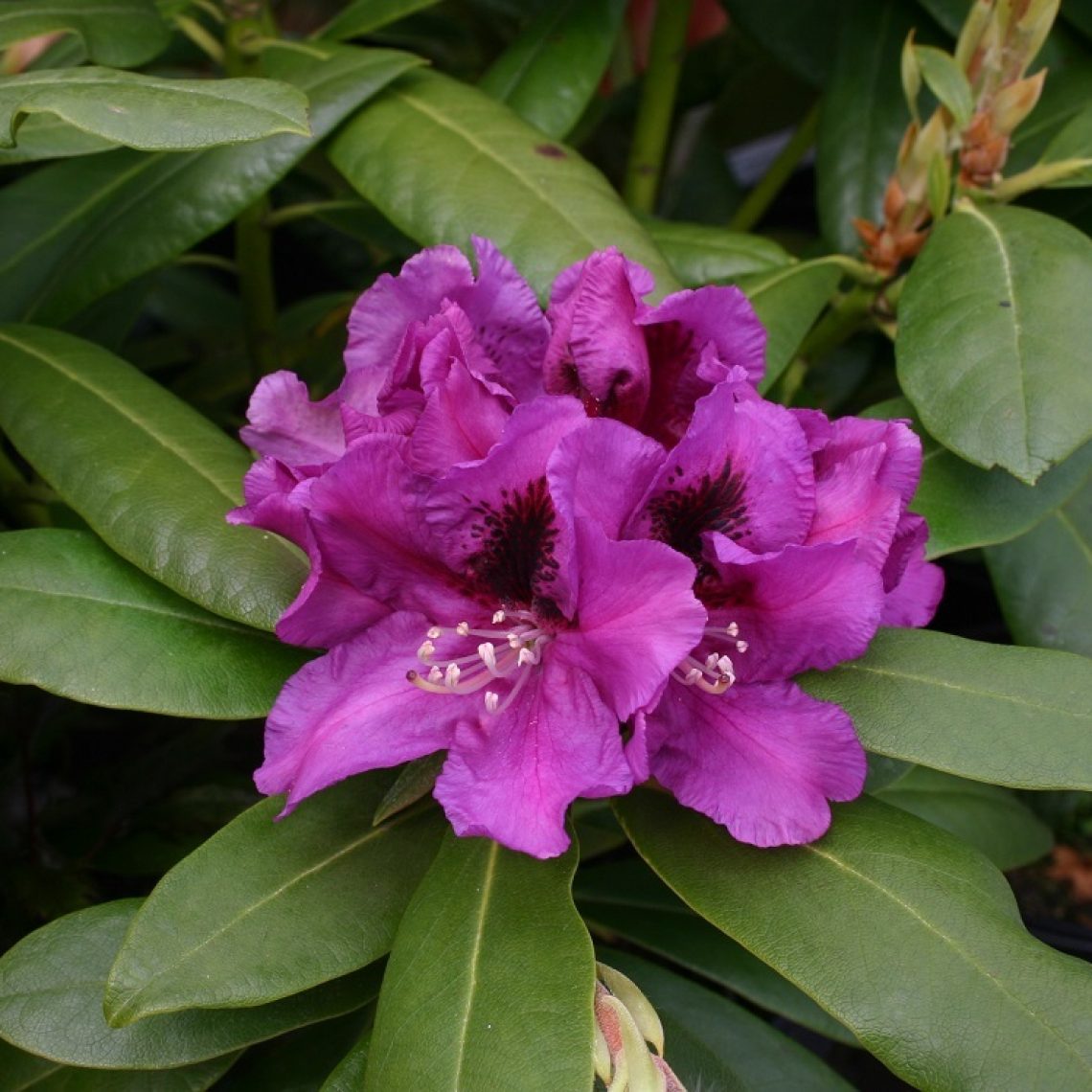 Rhodo. Germania