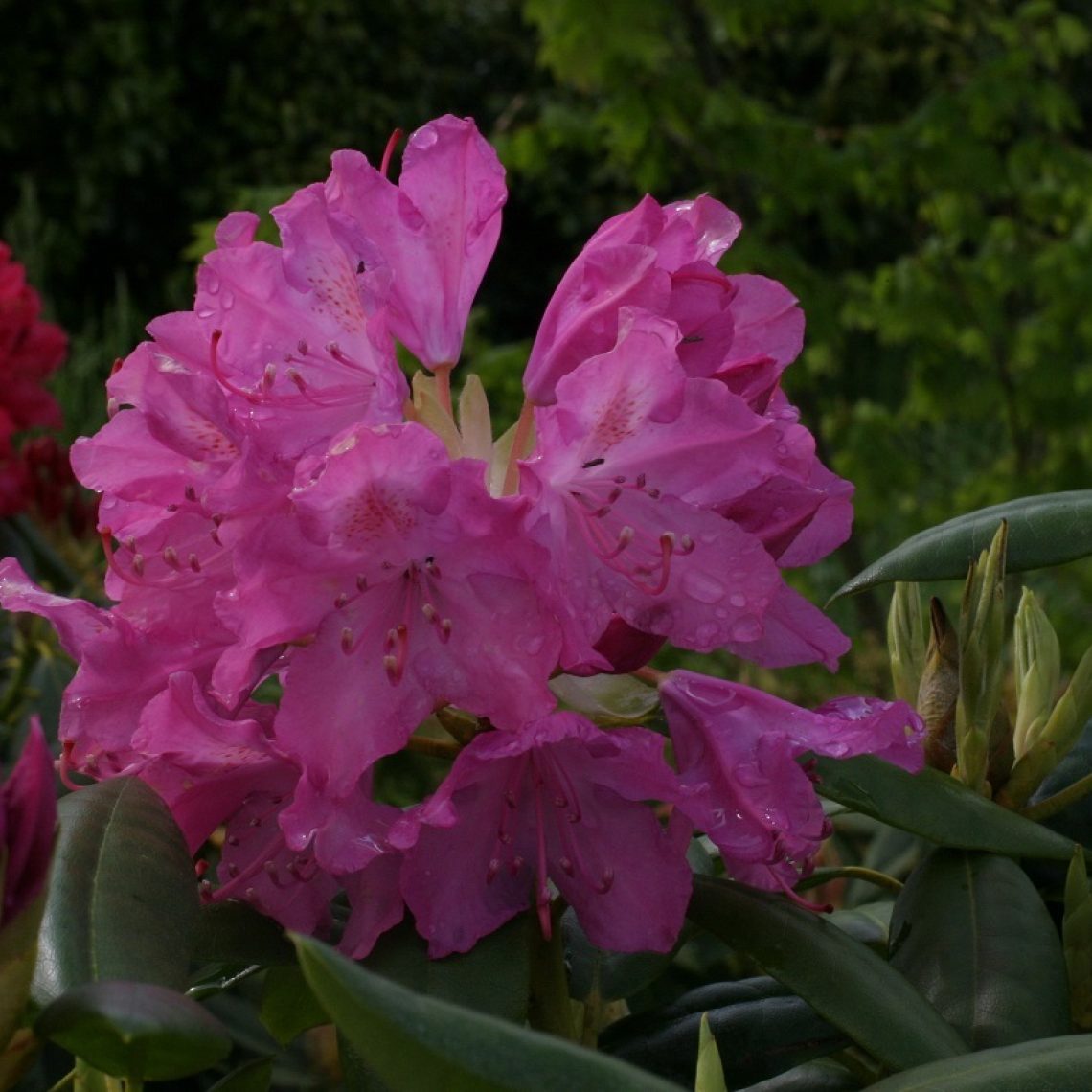 Rhodo. Roseum Elegans | Duchy of Cornwall Nursery