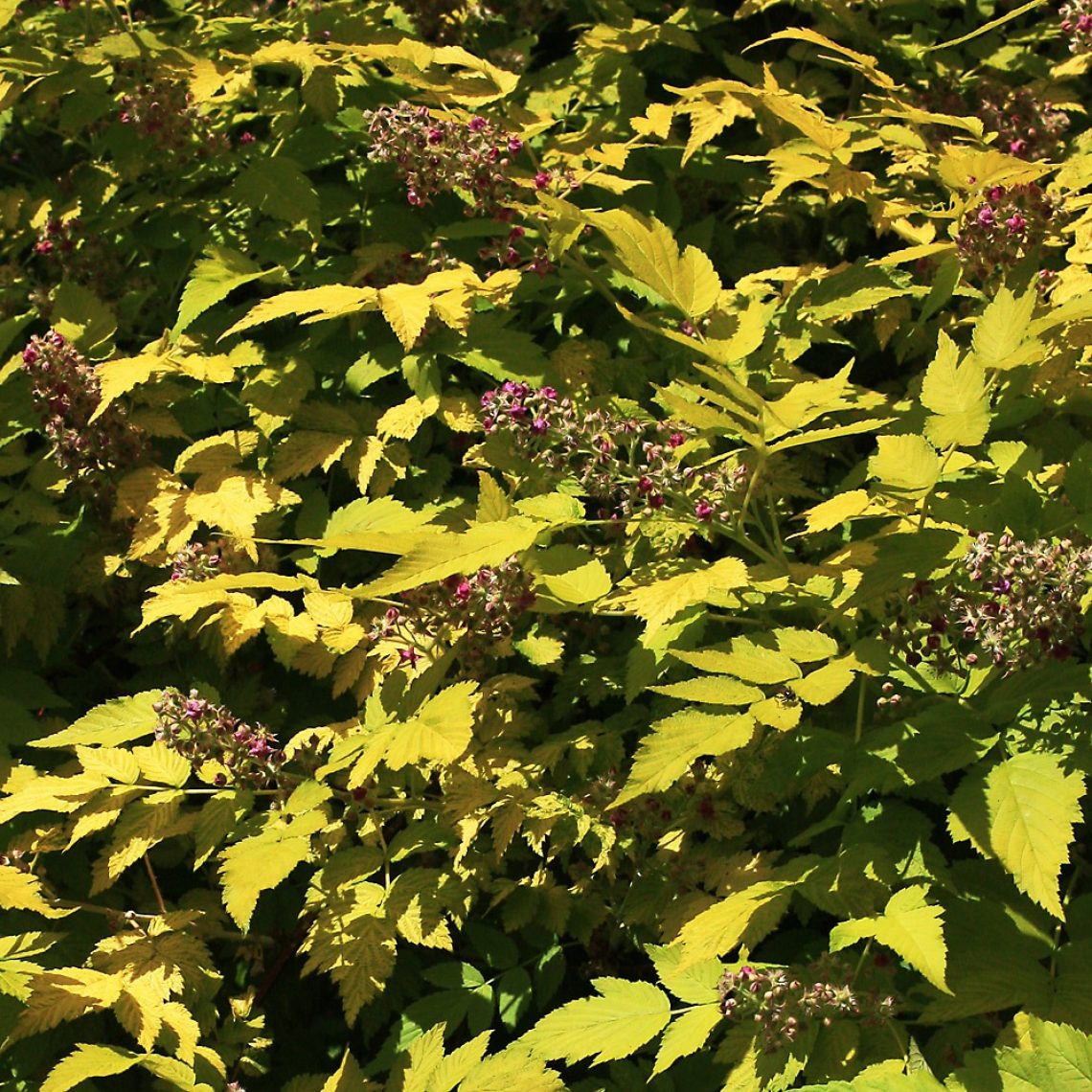 Rubus Goldenvale | Duchy of Cornwall Nursery