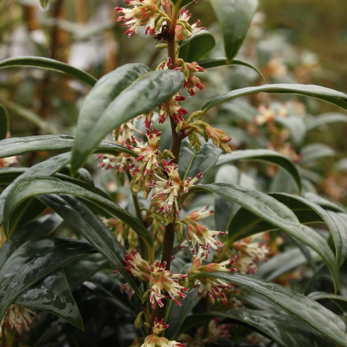 Sarcococca Humilis Sarcococca humilis