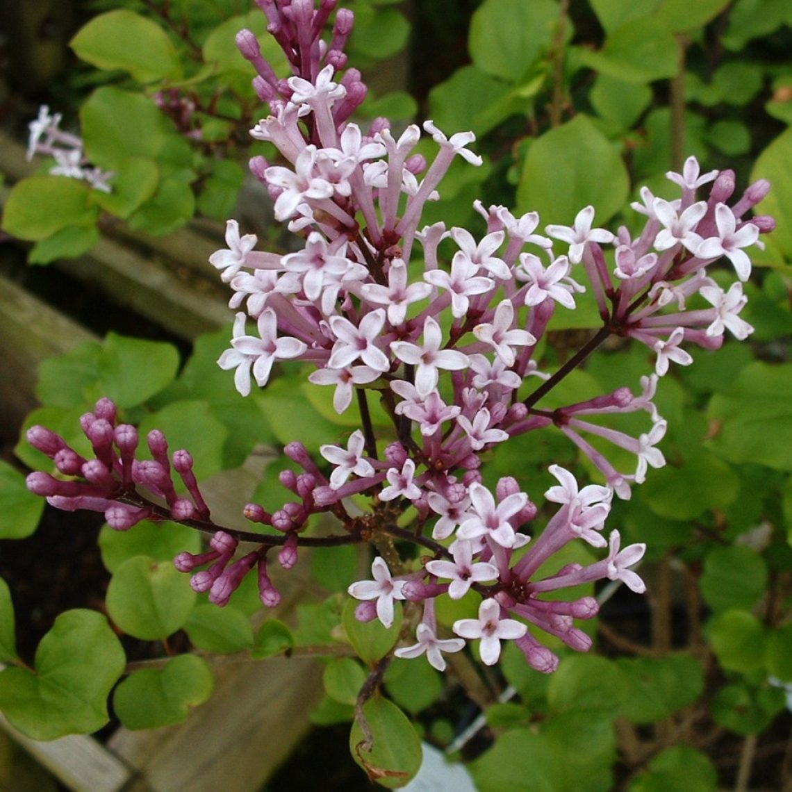 Syringa meyeri Palibin