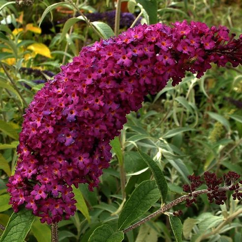 Royal red buddleia deals