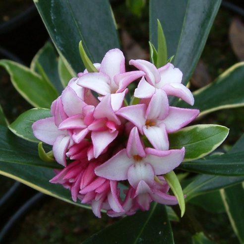 Daphne discount odora aureomarginata