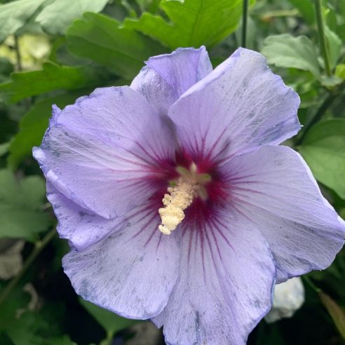 Hibiscus syriacus oiseau bleu discount