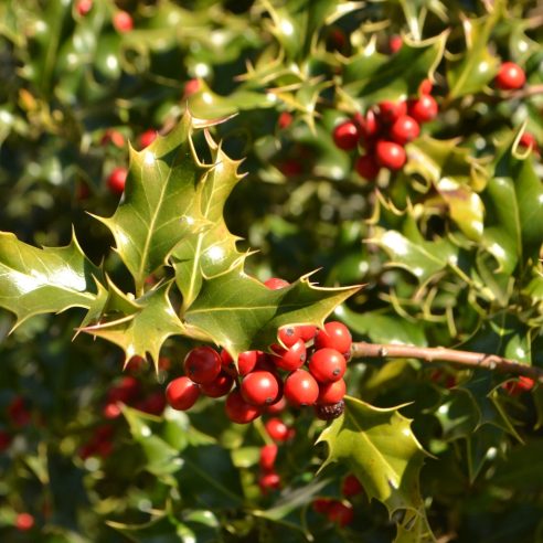 Ilex shop aquifolium alaska