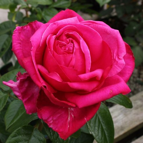 Birthday online boy rose