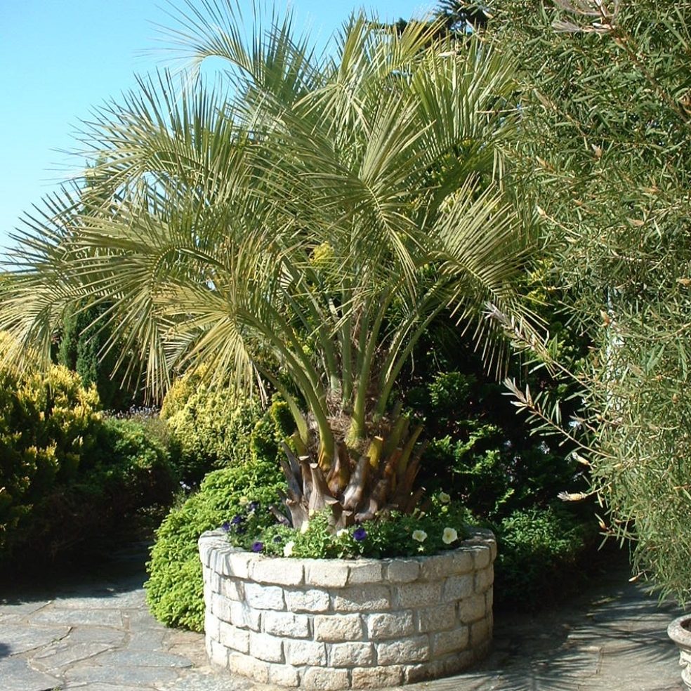 Butia capitata