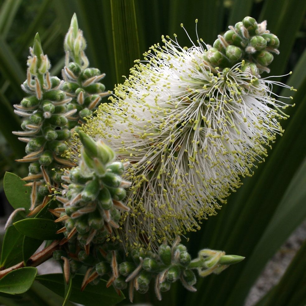 Callistemon White Anzac