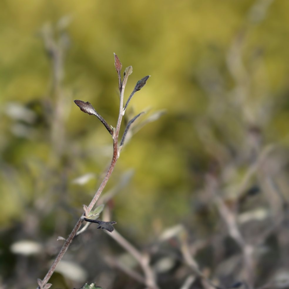 Corokia Coppershine | Duchy of Cornwall Nursery
