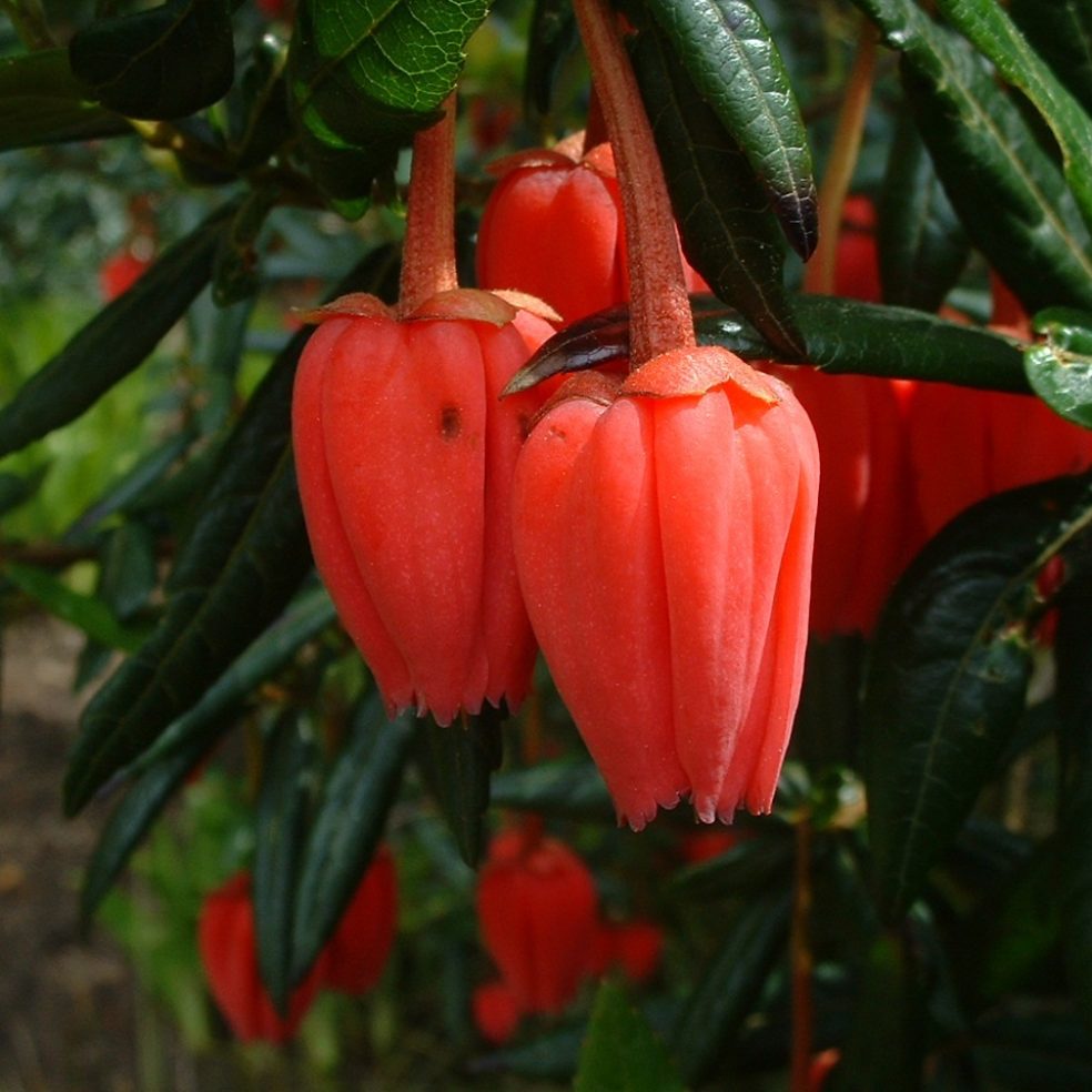 Crinodendron hookerianum