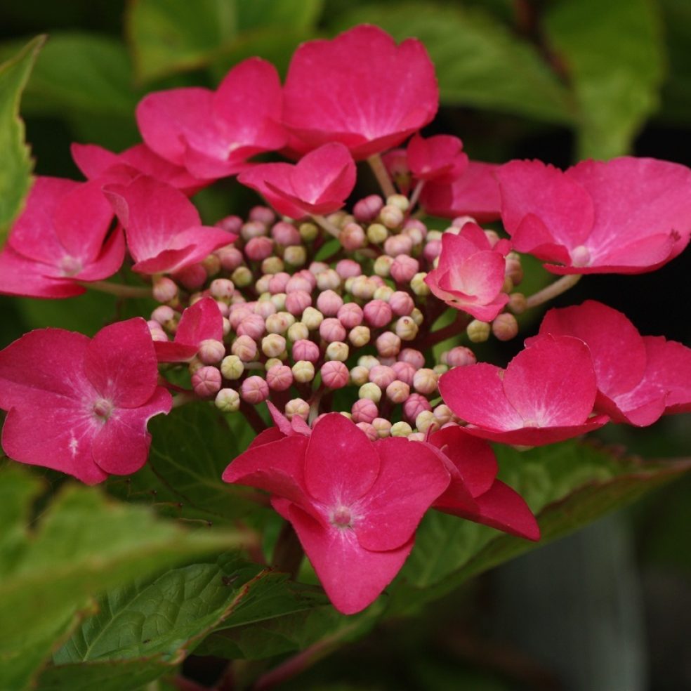 Hydrangea macrophylla 'Geoffrey Chadbund'