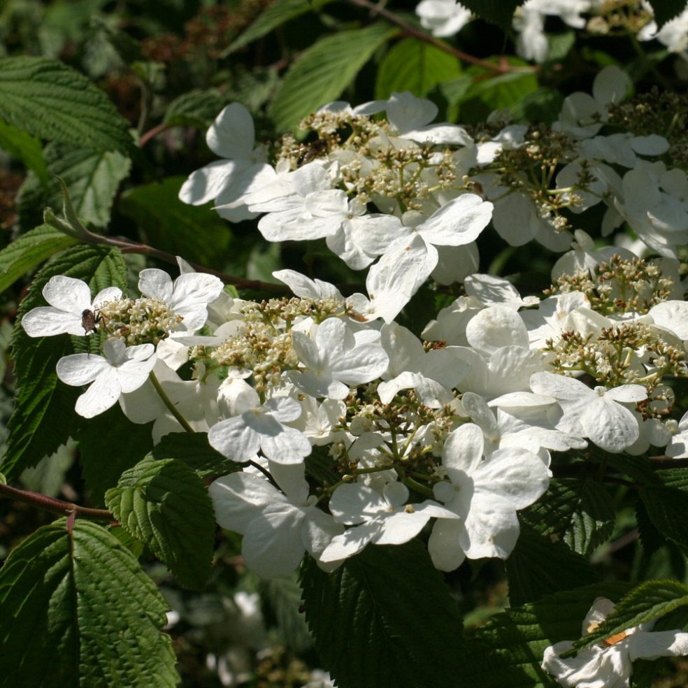 Viburnum plicatum Mariesii