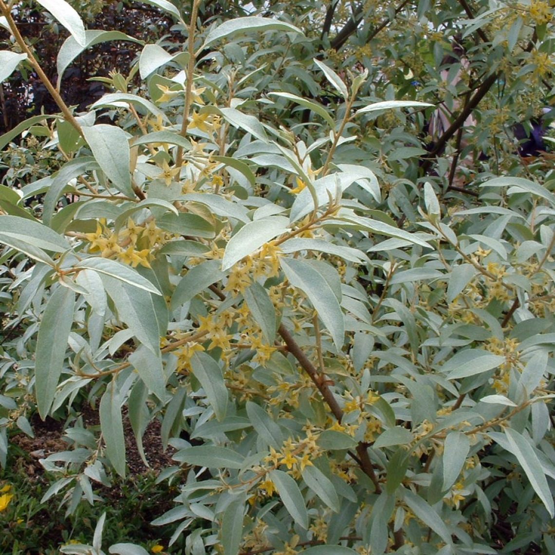 Elaeagnus Quicksilver