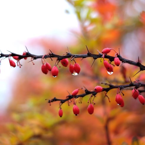 Cornus mas | Duchy of Cornwall Nursery