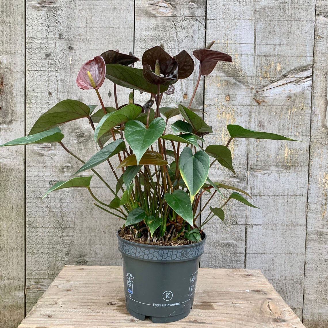 Anthurium Black Love