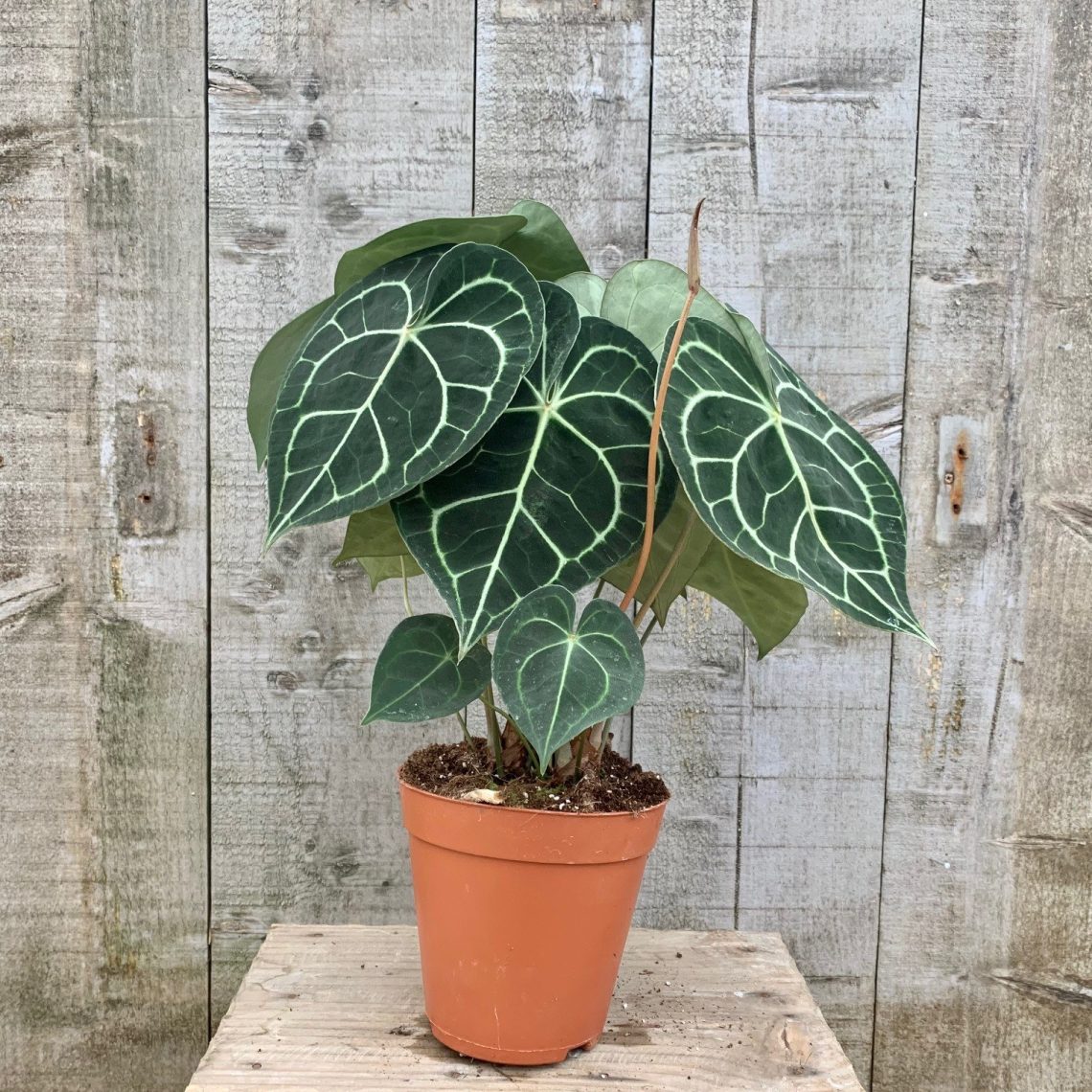 Anthurium clarinervium