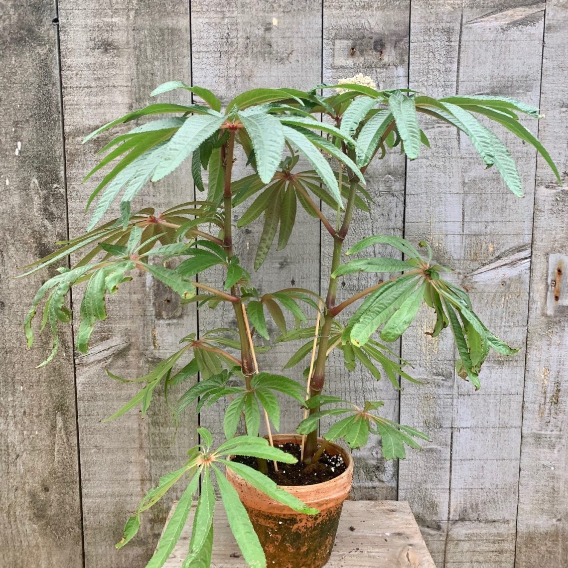 Begonia luxurians AGM