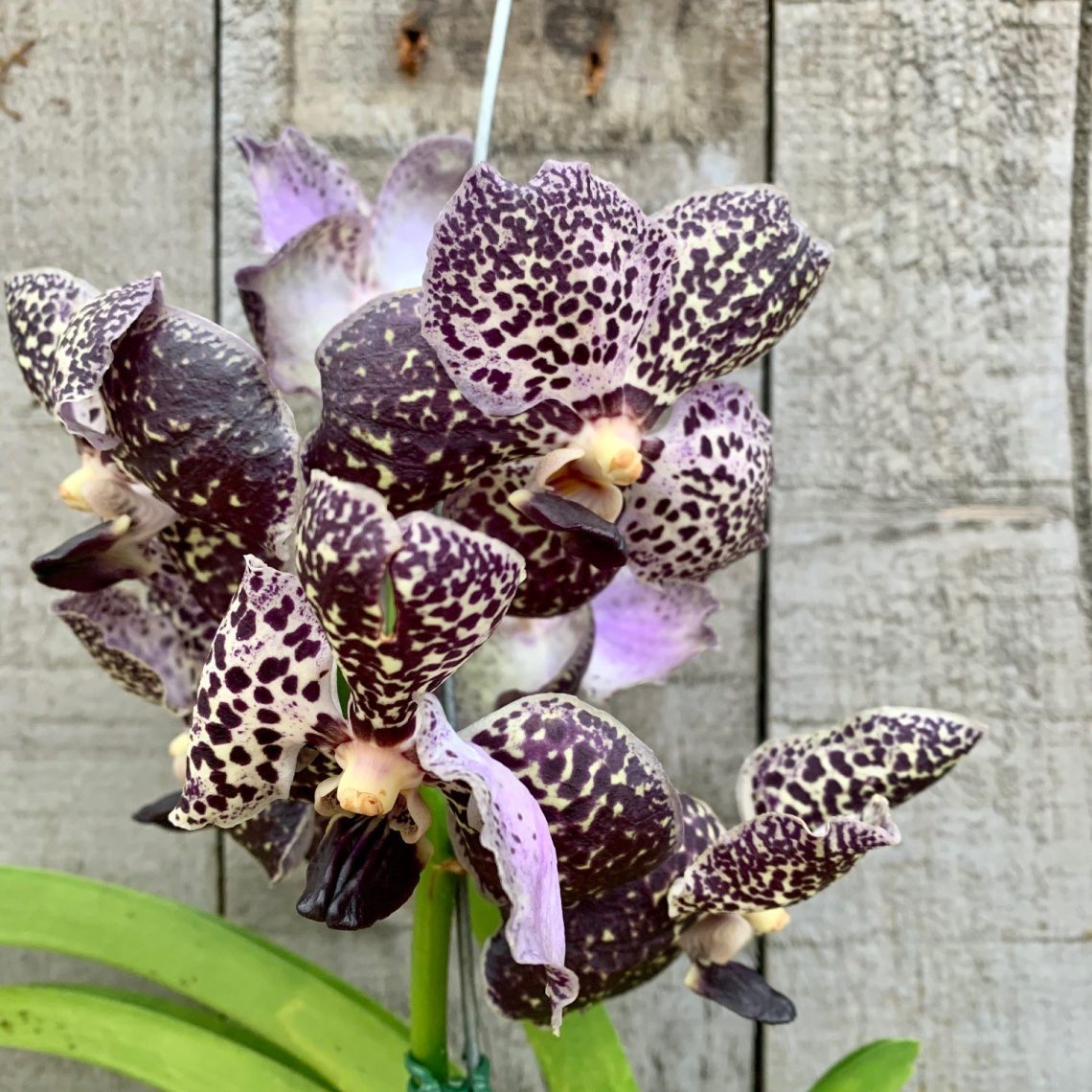 Orchid Vanda