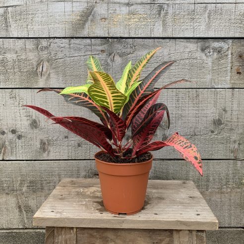 Codiaeum Nervia 13cm | Duchy of Cornwall Nursery