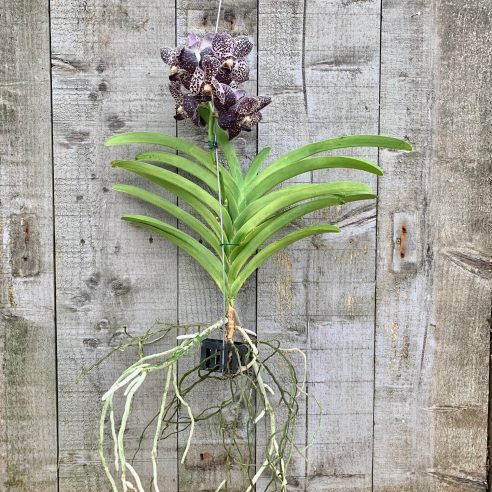 Orchid Vanda