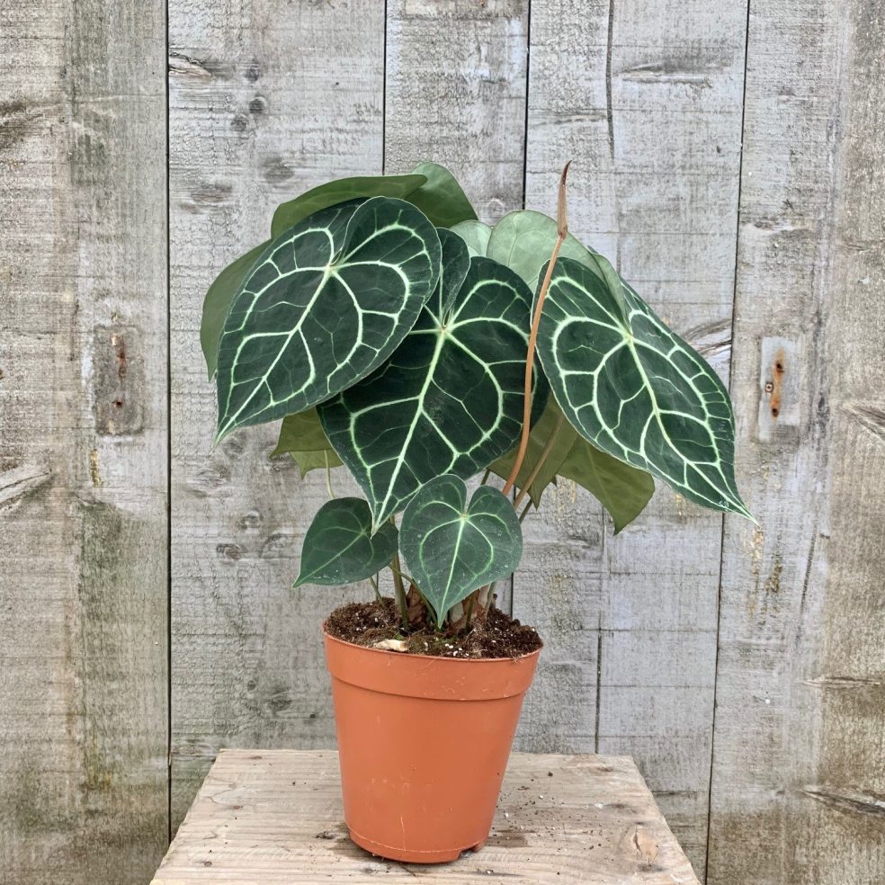 Anthurium clarinervium