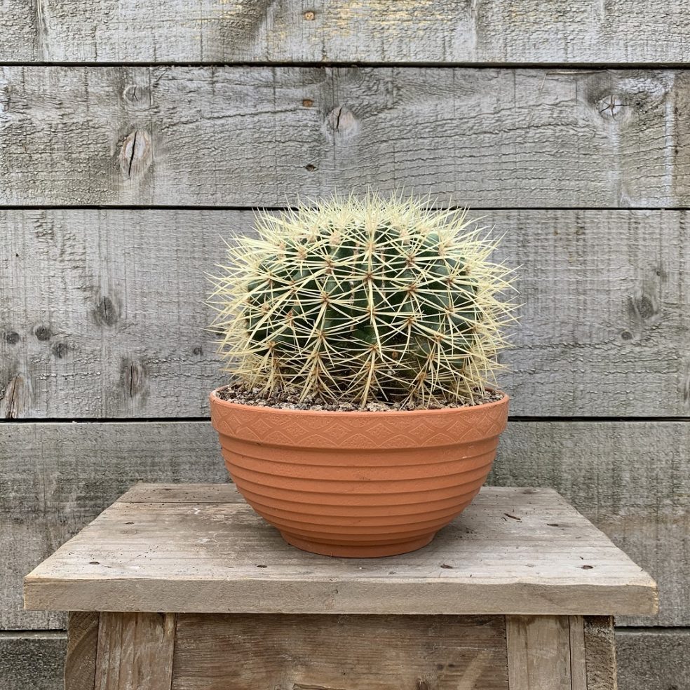 Cactus Ball Potted