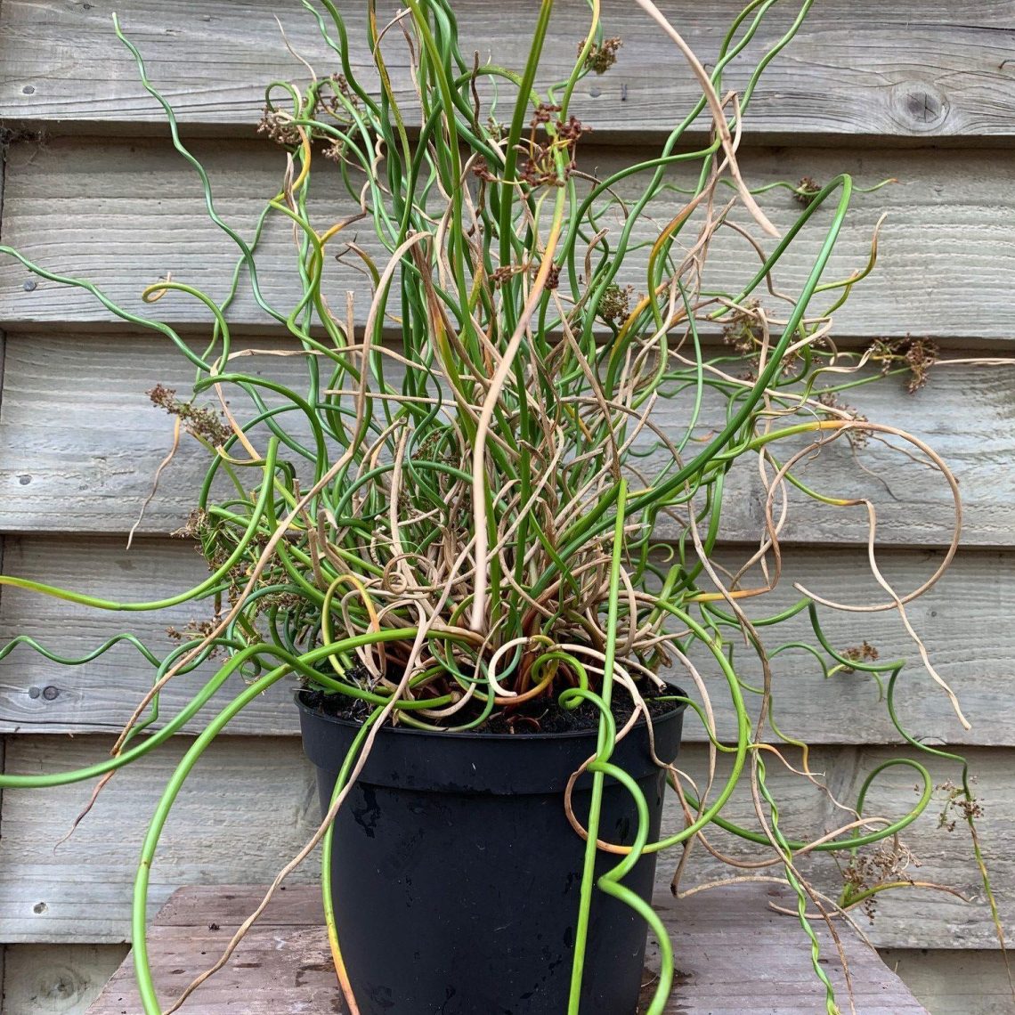 Juncus ensifolius Spiralis