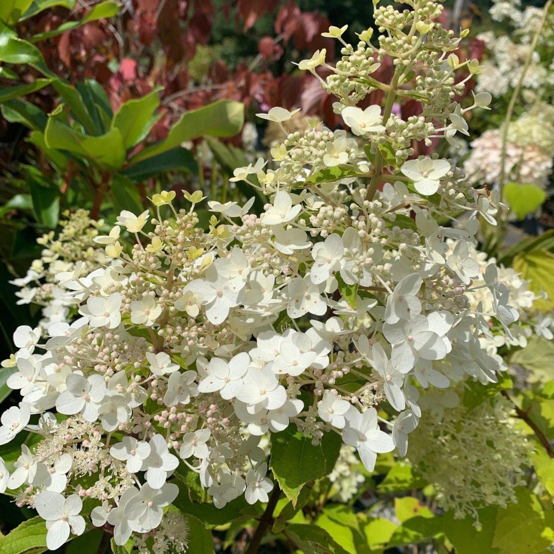 Hydrangea Zorro