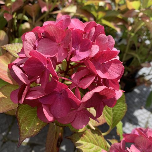 Frill Ride Hydrangea Flaunts Ruffled Flowers That Burst with Color