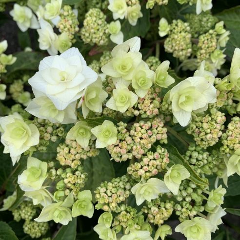 Wedding Gown Hydrangea | Shop with PlantsbyMail.com – Plants by Mail