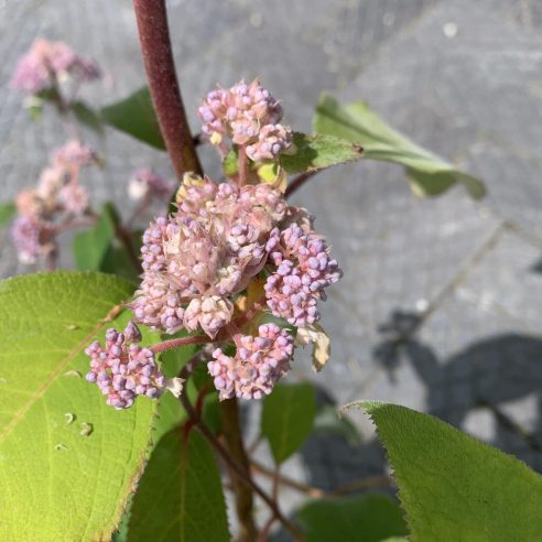 Hydrangea villosa store