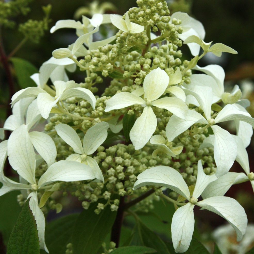 Hydrangea Vanille Fraise