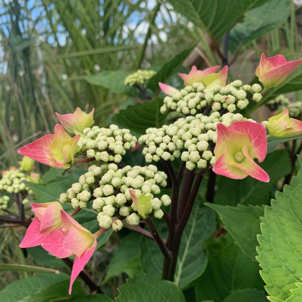 Hydrangea Zorro