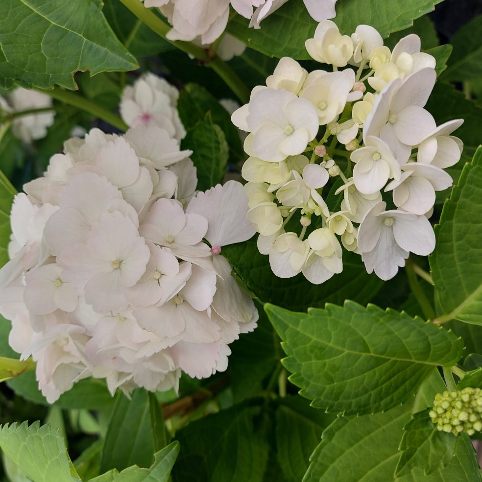 Hydrangea Silver Lining | Duchy of Cornwall Nursery