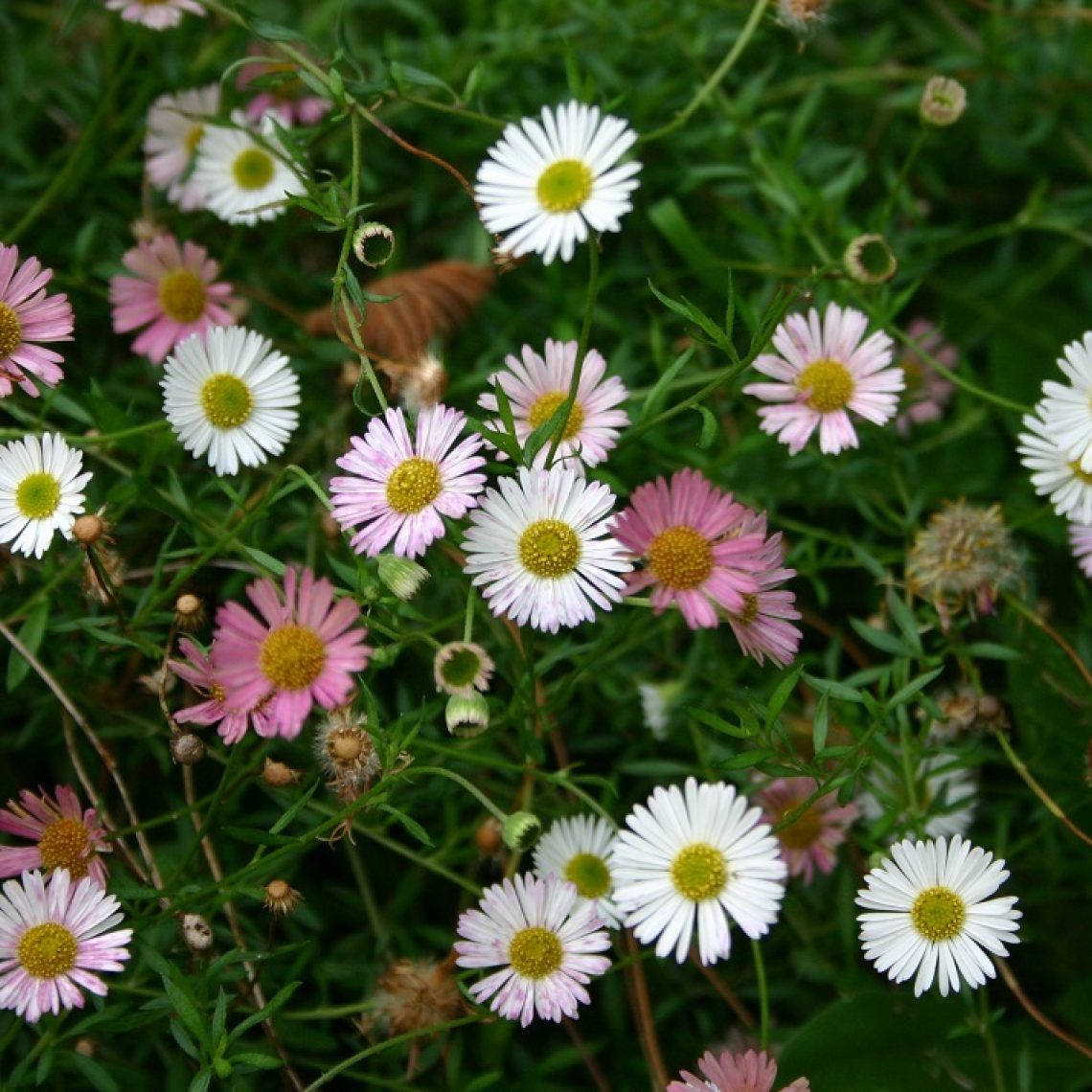 Erigeron Karvinskianus