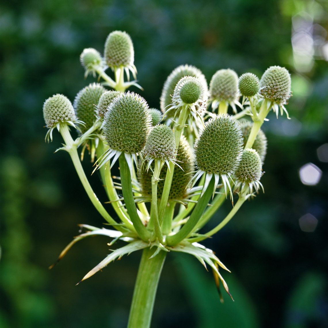 Eryngium agavifolium