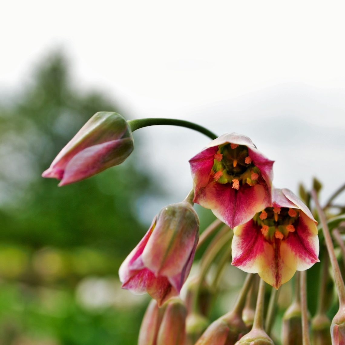 Nectaroscordum siculum | Duchy of Cornwall Nursery