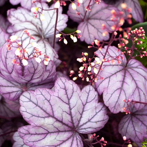 Heuchera on sale forever purple