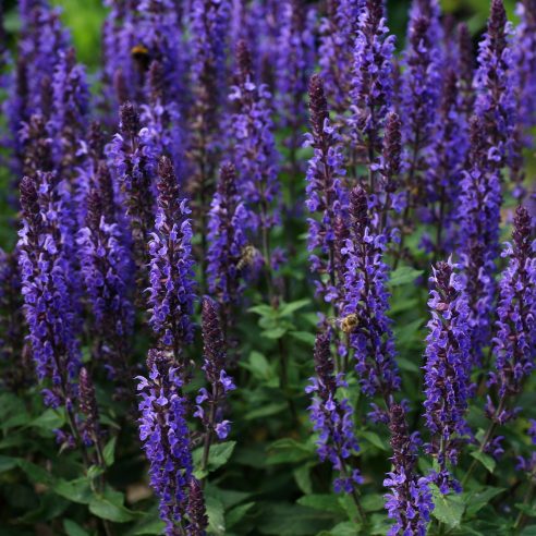 Salvia mystic spires discount