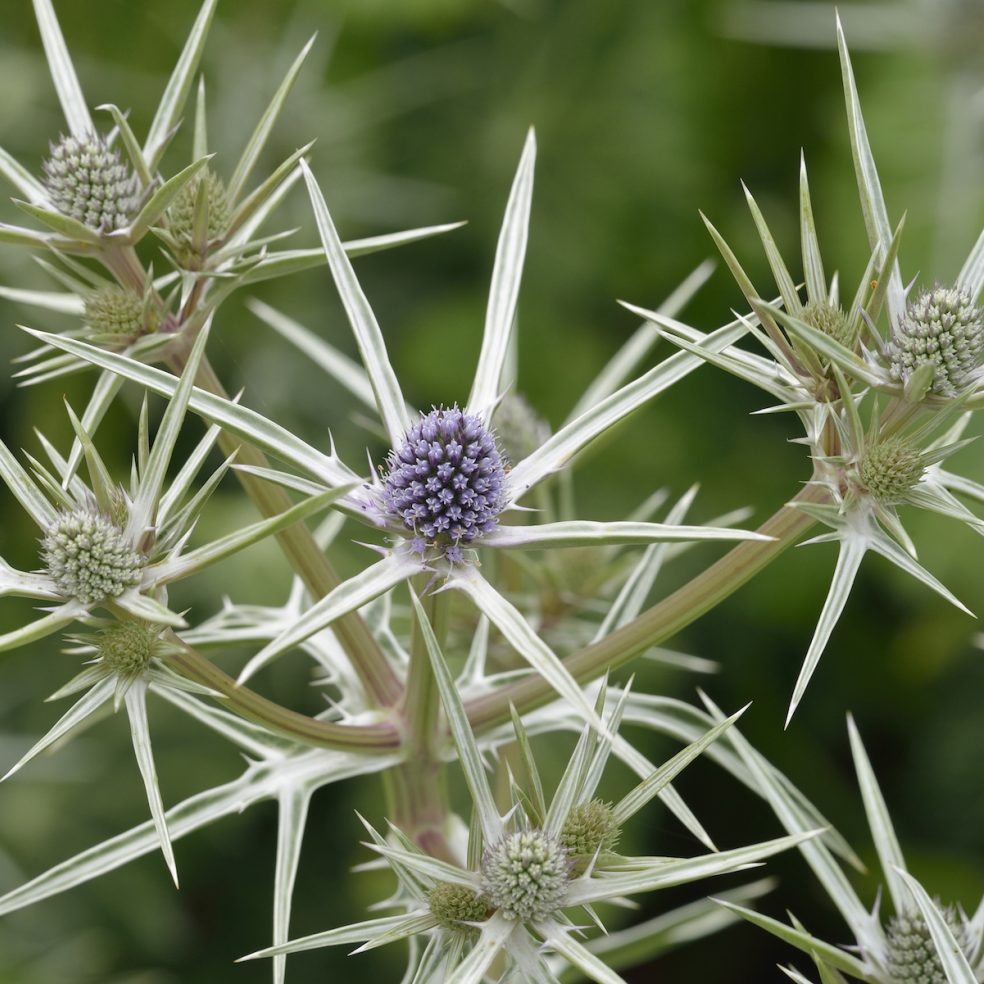 Eryngium variifolium