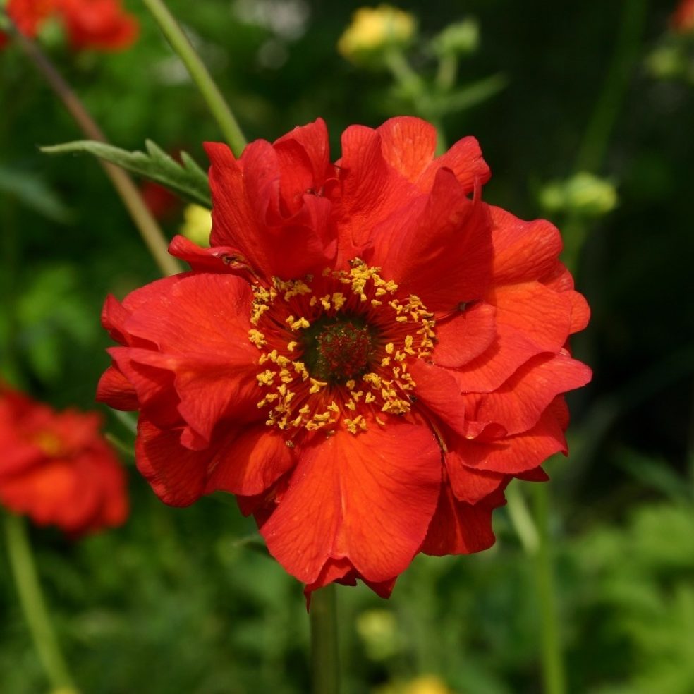 Geum Mrs Bradshaw