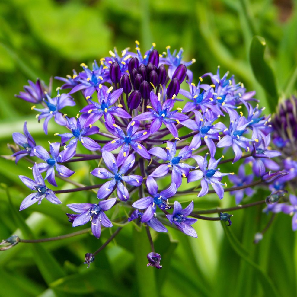 Scilla Peruviana