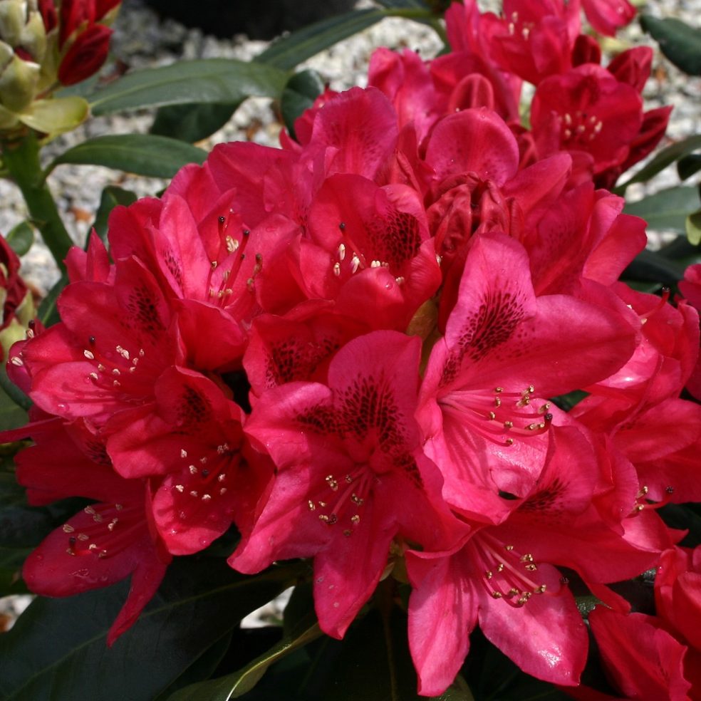 Rhodo. Nova Zembla | Duchy of Cornwall Nursery