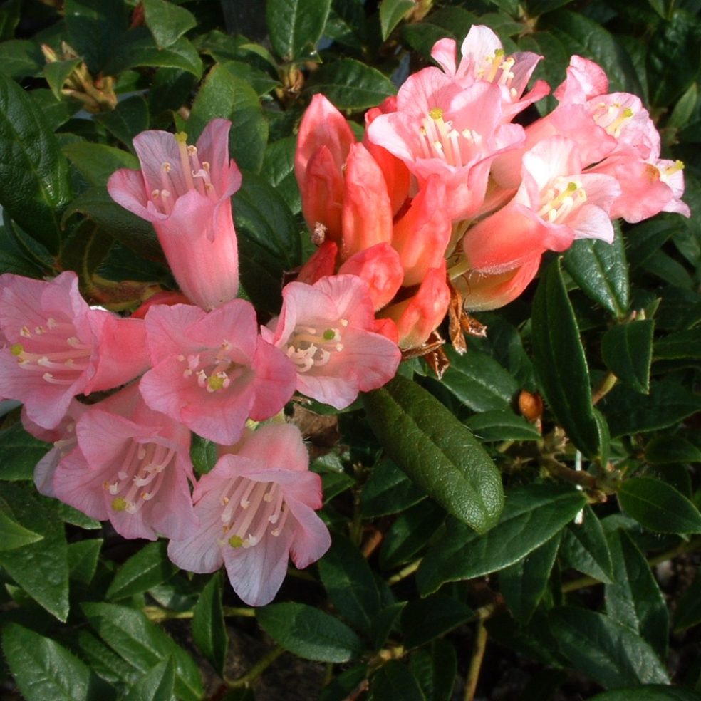 Rhodo. Razorbill AGM | Duchy of Cornwall Nursery