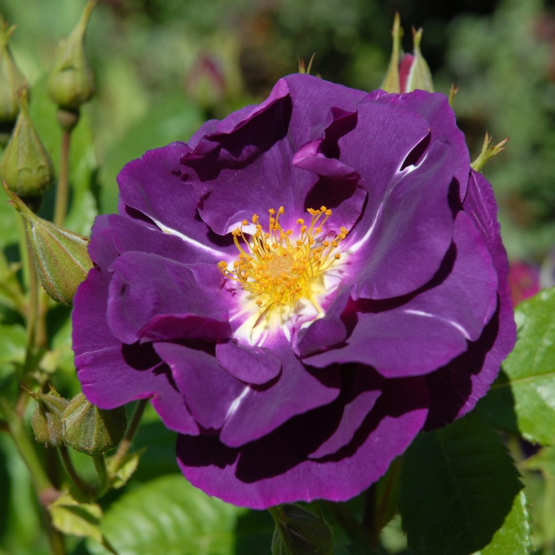 Rosa Rhapsody Rosa Rhapsody in Blue